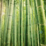 El bambú Japones