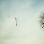“Divino Suicidio”