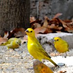 La señora que da de comer a los pájaros en el parque dice que lo hace porque ama a los pájaros, pero no menciona el placer que eso le proporciona