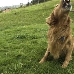 “Mi miedo era que me mordiera un perro mientras corría. Después de que me hubo mordido, descubrí que todos mis miedos eran peores que la mordedura del perro”.