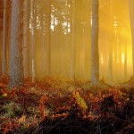 SELECCIÓN MUSICAL: El bosque mágico